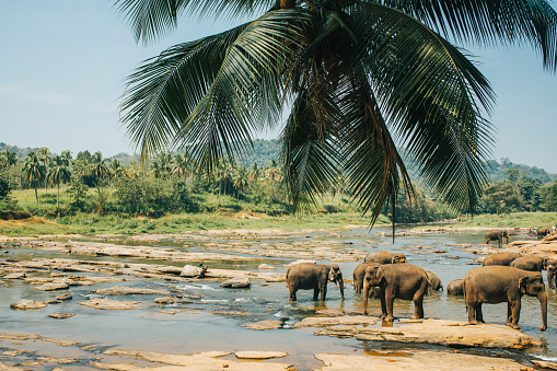 Tranquil view of elephants drinking water from river bank during sunny day,Sri Lanka