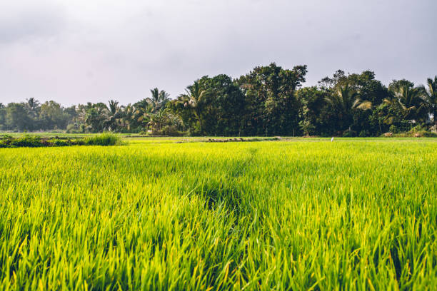 istock Green field and palms 1094591574