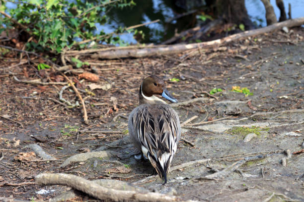 istock Male Northern Pintail Duck 1094591674