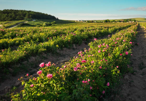 Field of blooming pink damask roses at Bakhchisaray, Crimea Field of blooming pink damask roses at Bakhchisaray, Crimea rose valley stock pictures, royalty-free photos & images