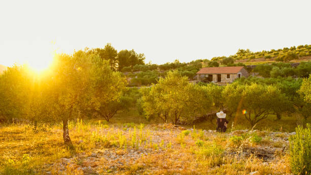istock Tourist looking at orchard at sunset,Hvar,Croatia 1094594372