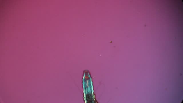 Oligochaete worm swimming in polarized light under a microscope.