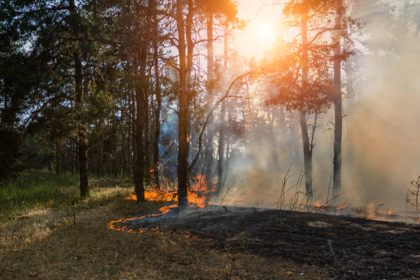 istock Forest fire. Burned trees after forest fires and lots of smoke. 1094601124