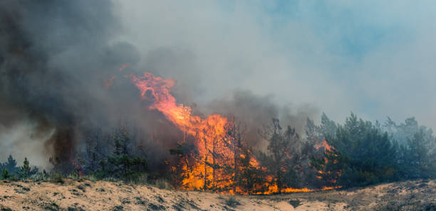 istock Forest fire. Burned trees after forest fires and lots of smoke. 1094601134