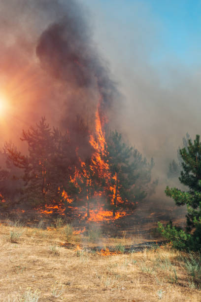 istock Forest fire. Burned trees after forest fires and lots of smoke. 1094601150
