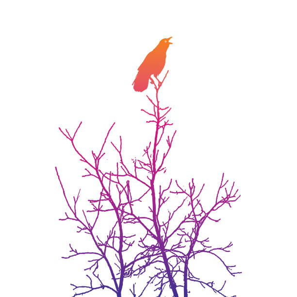Crow perching in tree giving an alarm caw Silhouette of a Crow perching in tree giving an alarm caw raven corvus corax bird squawking stock illustrations