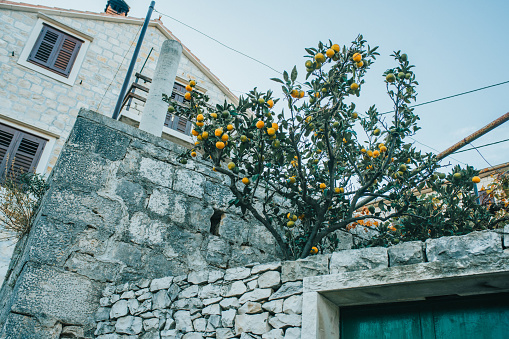 View of lemon house and tree with fruits,Croatia