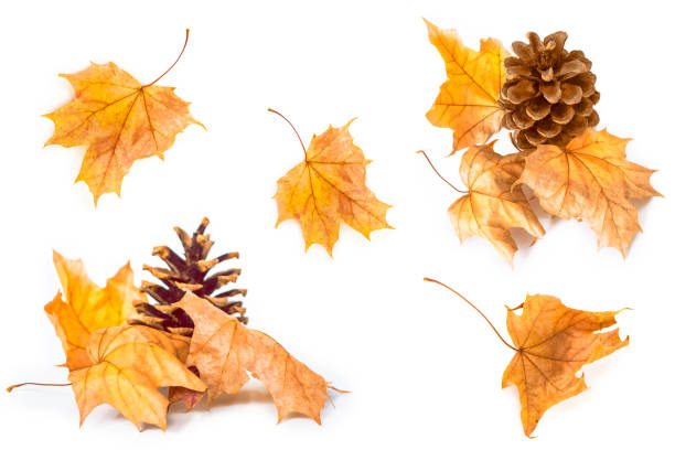 istock autumn leaves on a white background. 1094604620