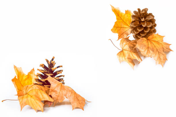 istock autumn leaves on a white background. 1094604626