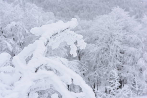 Close-up on snow covered and frozen pine branch with sunlight winter woods as copy space