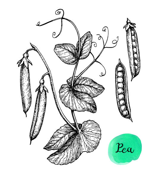 ilustrações de stock, clip art, desenhos animados e ícones de ink sketch of pea. - ervilha