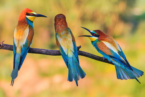 scandal of three birds sitting on a branch scandal of three birds sitting on a branch, wild nature bee eater photos stock pictures, royalty-free photos & images
