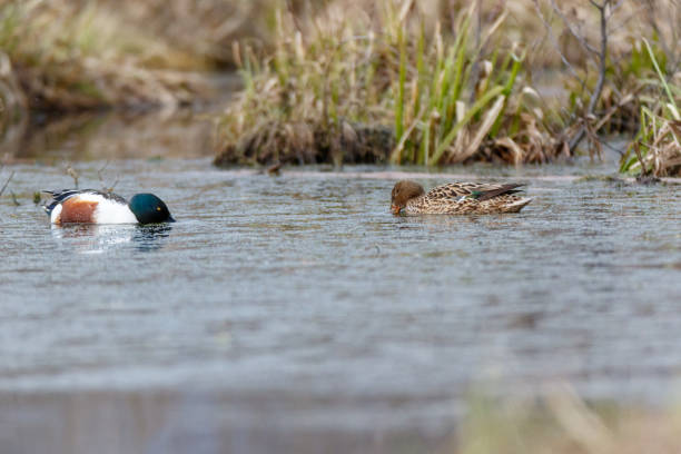 istock Northern Shoveler (Anas clypeata). 1094615508