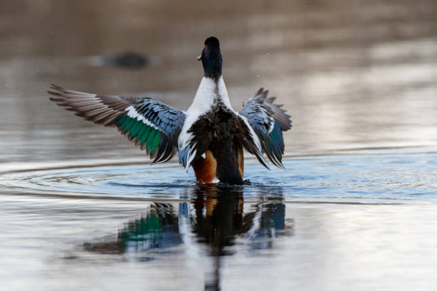 istock Northern Shoveler (Anas clypeata). 1094615554