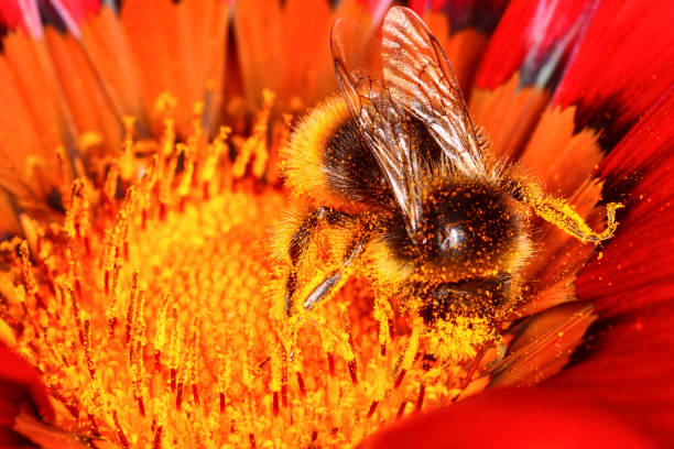 istock Macro view of a bumble bee 1094615704