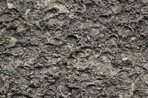 horse hoofprints in mud