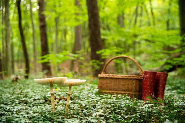Two mushrooms,basket and wellingtons in forest