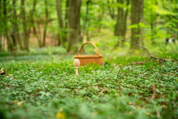 istock Mushroom and basket in forest 1094620402