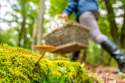 Women walking near mushroom in forest