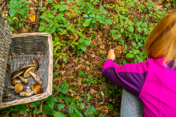 istock Woman collecting mushrooms in forest 1094620508