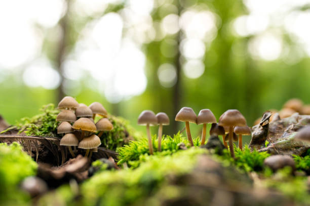 istock Close-up of many mushrooms in forest 1094620626