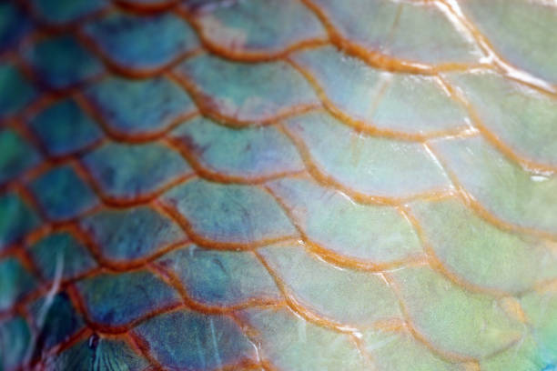 istock Extreme close-up of Parrotfish scale 1094620662