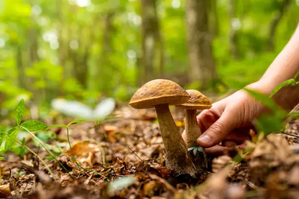 Close up of human hand picking up mushroom from undergrowth