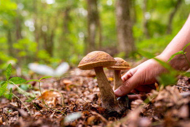 istock Close up of human hand picking up mushroom 1094620902