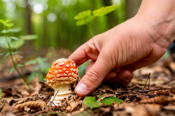 istock Close up of human hand picking up fly agaric (Amanita muscaria) 1094621046