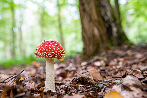 Close up of fly agaric (Amanita muscaria) growing on undergrowth in forest