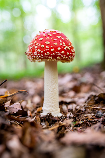 Close up of fly agaric (Amanita muscaria) growing on undergrowth in forest