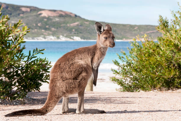 istock Kangaroo on the beach Australia 1094621352
