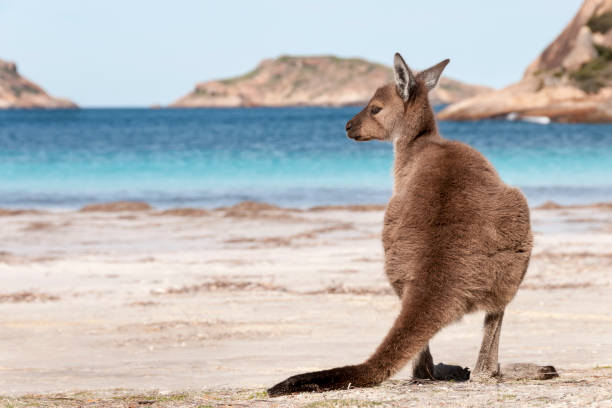 istock Kangaroo on the beach Australia 1094621394