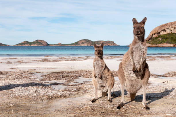 istock Kangaroo on the beach Australia 1094621400