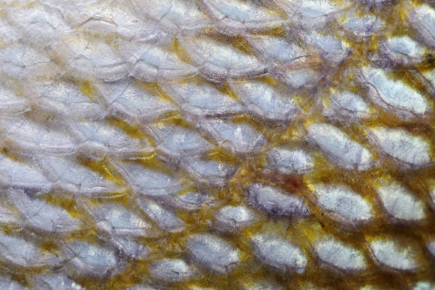 istock Extreme close-up of Grunt fish scale 1094621422