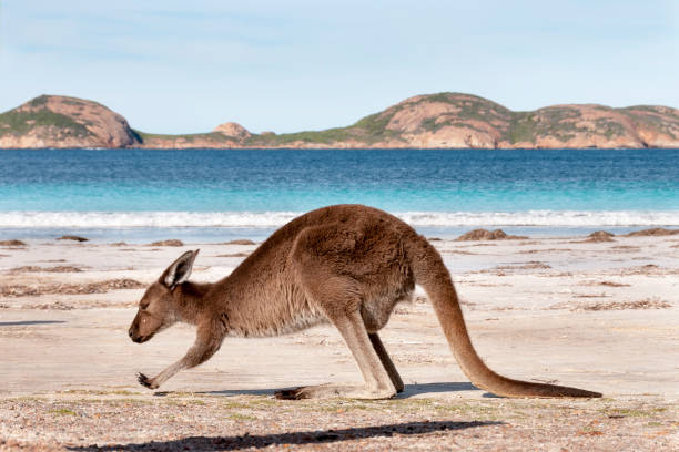 istock Kangaroo on the beach Australia 1094621444