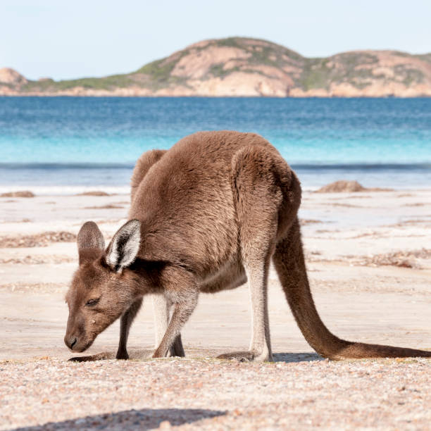 istock Kangaroo on the beach Australia 1094621482
