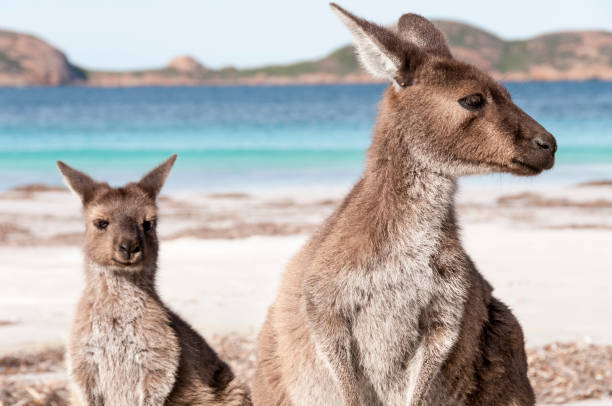Kangaroo on the beach Australia wild animal on the beach cape le grand national park stock pictures, royalty-free photos & images