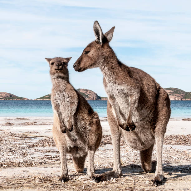 istock Kangaroo on the beach Australia 1094621560