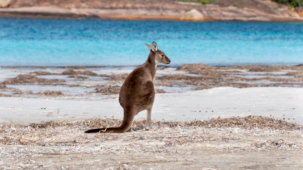 istock Kangaroo on the beach Australia 1094621630