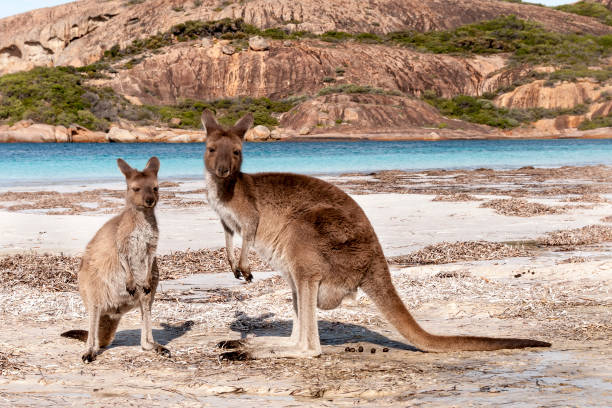 istock Kangaroo on the beach Australia 1094622728