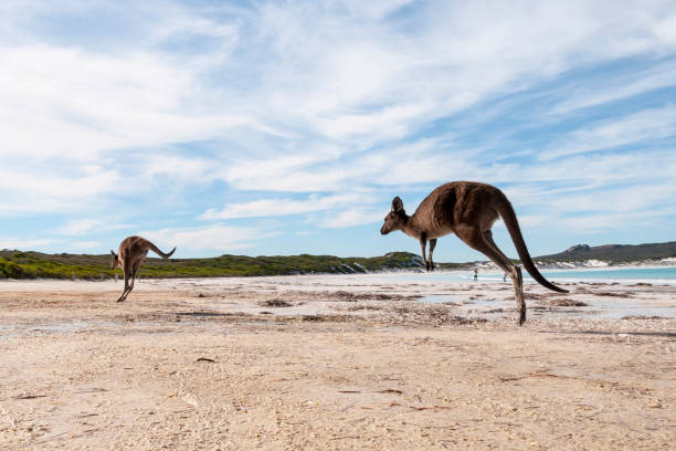 istock Kangaroo on the beach Australia 1094622766