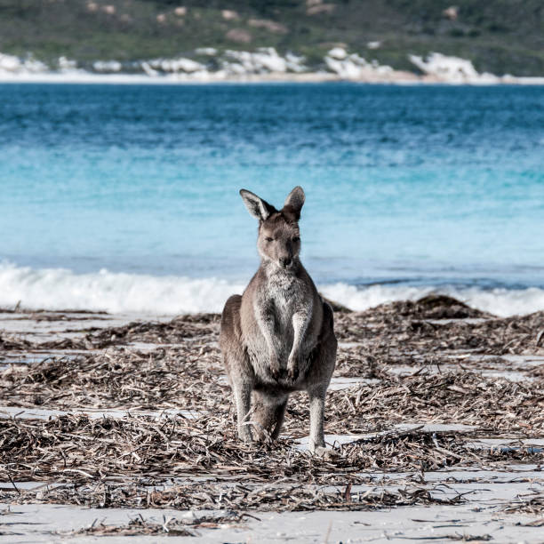 istock Kangaroo on the beach Australia 1094622810