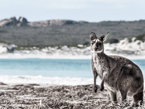 Kangaroo on the beach Australia wild animal on the beach cape le grand national park stock pictures, royalty-free photos & images