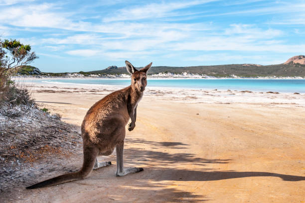istock Kangaroo on the beach Australia 1094622850