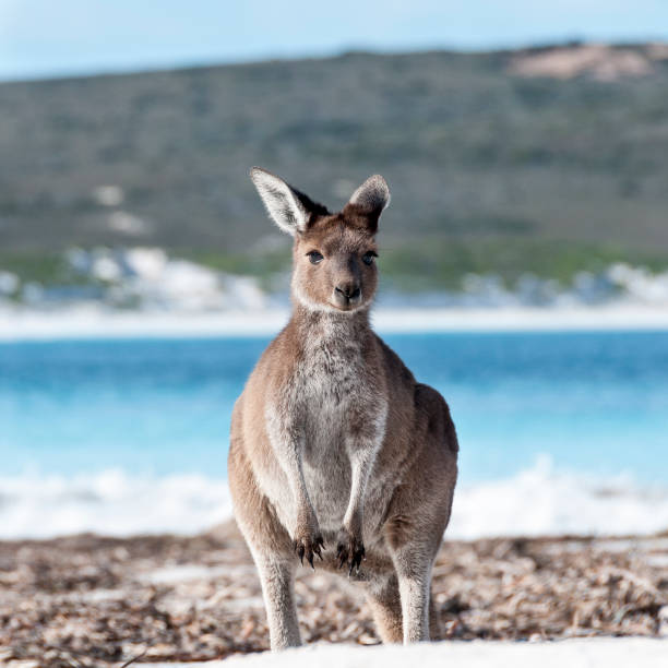 istock Kangaroo on the beach Australia 1094622886
