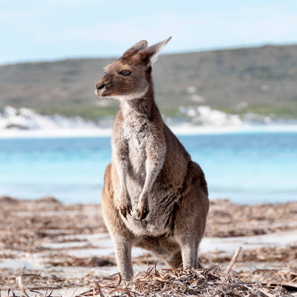istock Kangaroo on the beach Australia 1094622922