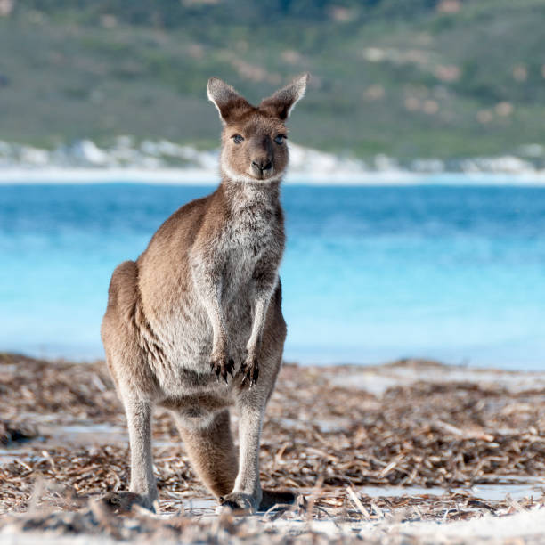 istock Kangaroo on the beach Australia 1094622952