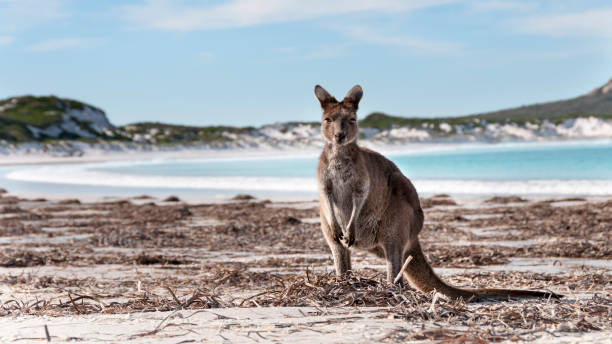 istock Kangaroo on the beach Australia 1094622970