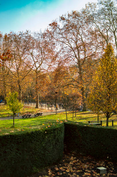 istock Green grass in hyde park london and other maple trees 1094622972